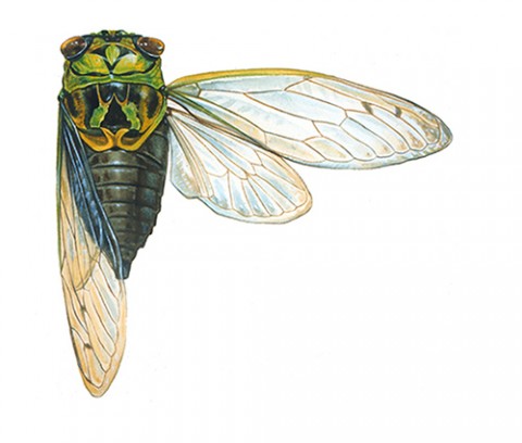Above: A cicada found dead on a sidewalk and rendered in watercolor and white out; an artist "do."